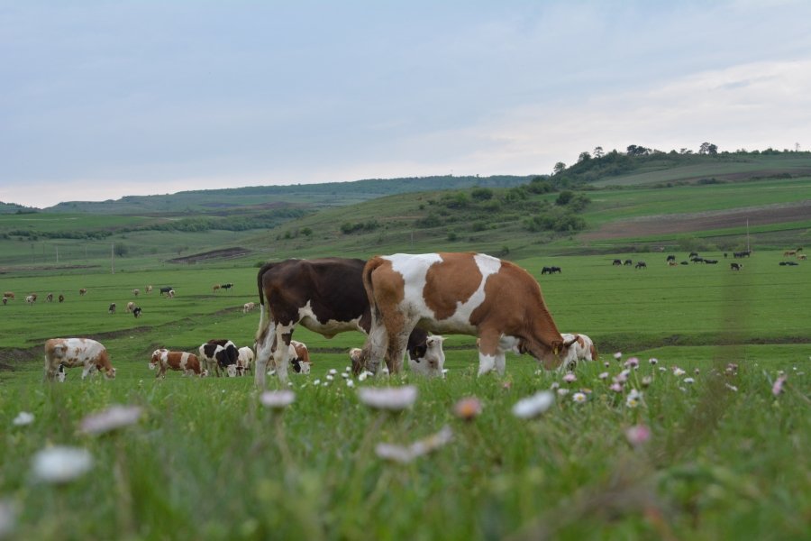 Finanțare pentru ferme mici: DR-14, până la 50.000 €